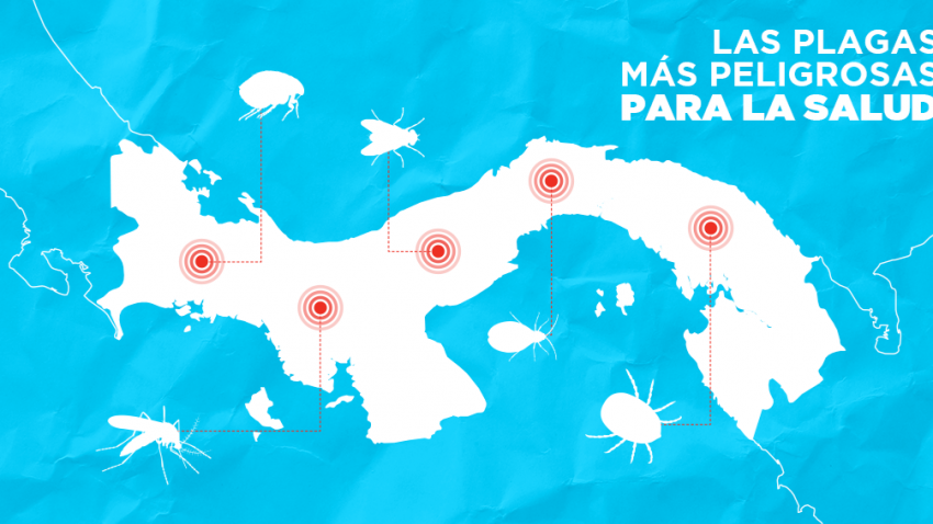 imagen de Las plagas más peligrosas para la salud en la Ciudad de Panamá
